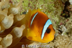 A Red Sea Anemonefish ( Amphiprion bicinctus) poses in it... by David Gilchrist 